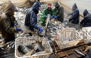 水產養殖運輸環節致癌物添加泛濫 追溯源頭難