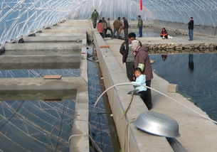 農豐8號水產養殖怎么樣