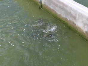 生態養殖,助力水產養殖走上現代化發展之路