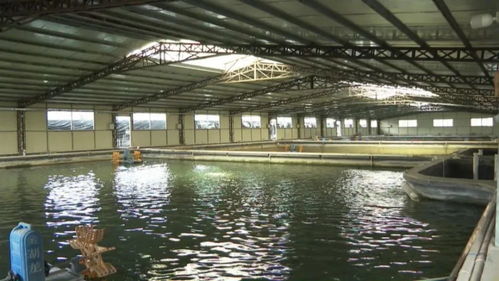 平遠 做活水文章 特色水產(chǎn)養(yǎng)殖風生水起