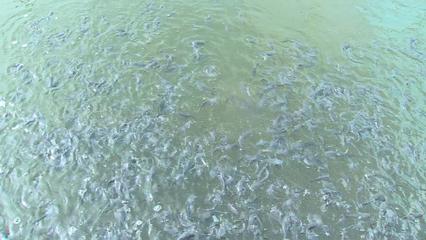 西藏林芝:探索"冷水魚+"模式 推動高原漁業(yè)發(fā)展