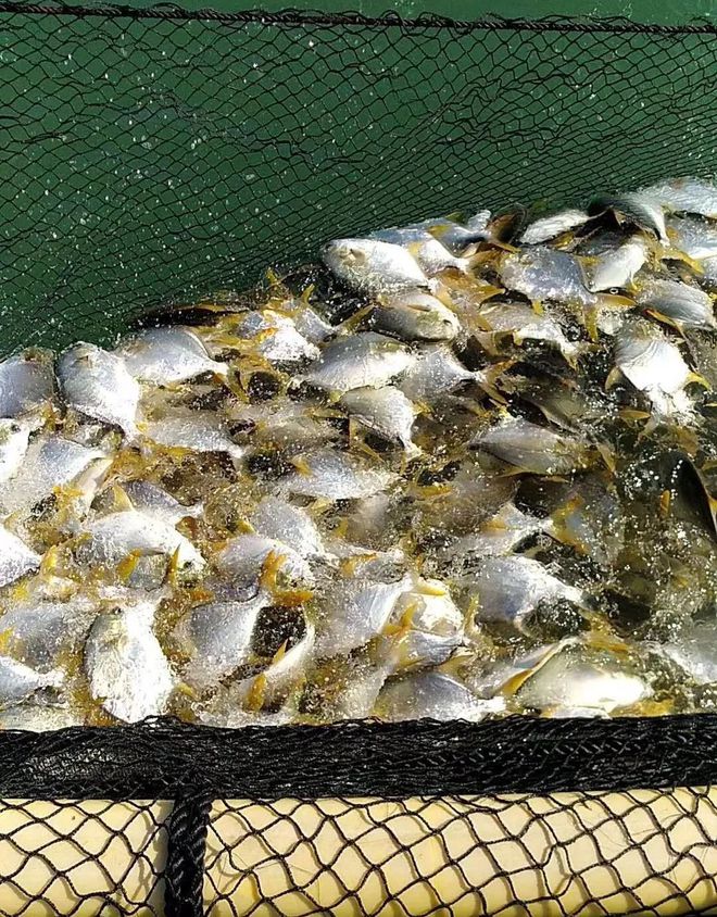 這條海水魚大火!他首創金鯧批量育苗技術,引領規?；B殖時代