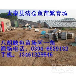 【鯽魚苗多少錢一條鯰魚苗太康縣清倉(cāng)魚苗繁育廠水產(chǎn)】-