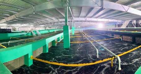 農(nóng)業(yè)農(nóng)村部再提水產(chǎn)綠色養(yǎng)殖,海璟水產(chǎn)以技術(shù)推動目標(biāo)實(shí)現(xiàn)