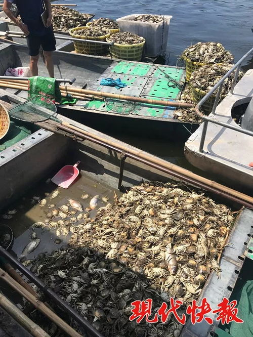 洪澤湖水域數(shù)萬畝水產(chǎn)養(yǎng)殖區(qū)幾近絕收 污染源暫未明確