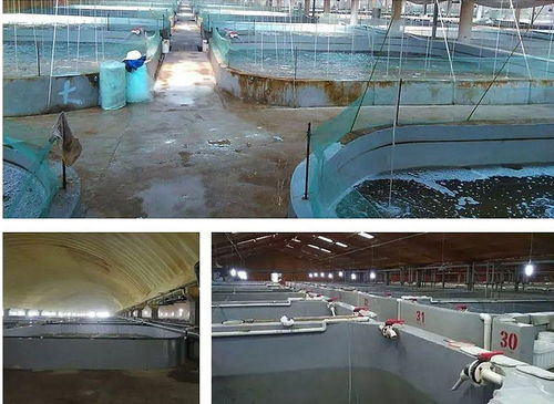 工廠化循環水產養殖系統