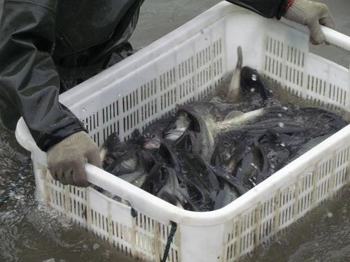 18元 斤,這里魚價(jià)常年全國最高