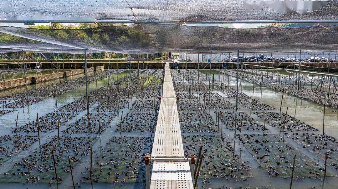 國家種業陣型企業丨中洋集團助力河鲀、蛙類&ldquo;破難題&rdquo;