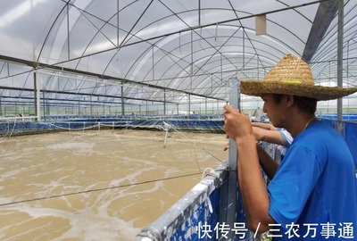 三名80后投資帆布工廠化養蝦,不換水、零排放,畝產3300斤