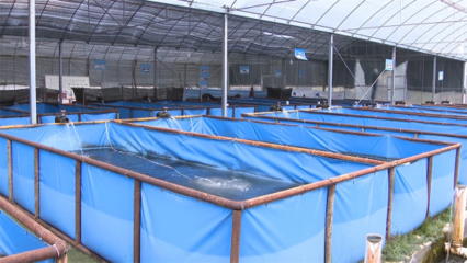 高原冷水魚(yú)&ldquo;游&rdquo;出致富新路徑