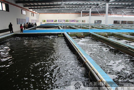 廣西水產(chǎn)畜牧分團(tuán)考察宜蘭特色水產(chǎn)畜牧養(yǎng)殖基地-廣西新聞網(wǎng)