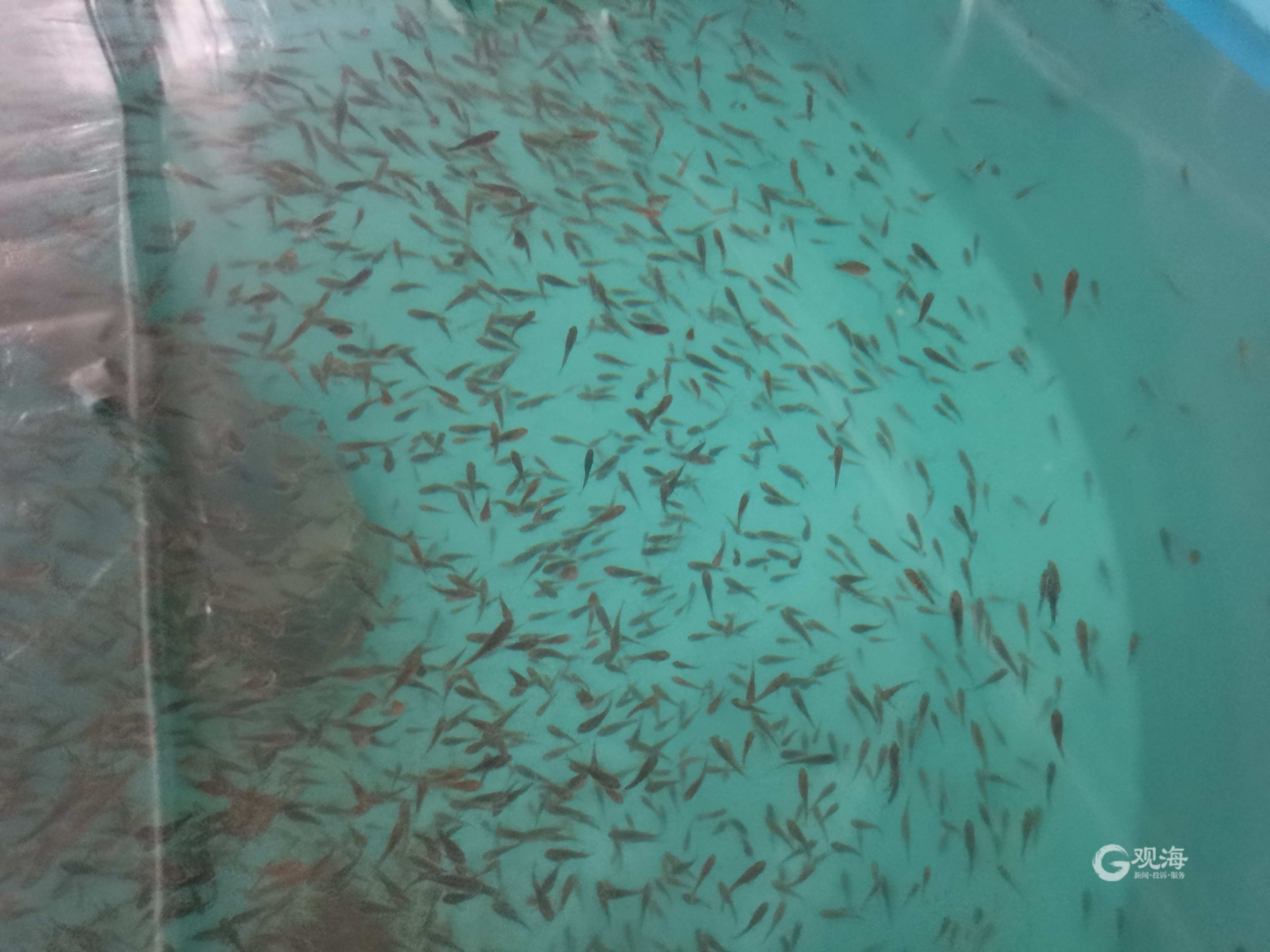 每年將產(chǎn)出魚(yú)苗2000萬(wàn)尾!全人工繁育技術(shù)研發(fā)成功,青島墨瑞鱈&ldquo;游&rdquo;向全國(guó)