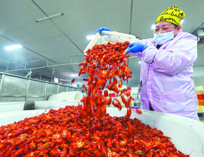 日收購(gòu)破百?lài)?巢湖小龍蝦出口熱起來(lái)