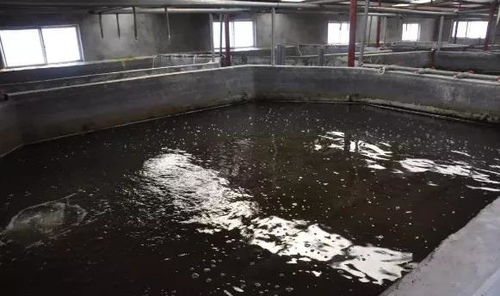 加州鱸工廠化養殖成活率達95 ,他是有什么秘訣嗎